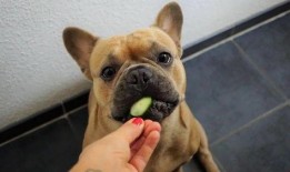 比特萝卜最新爆料是真的吗,真实性揭秘，真相即将揭晓！